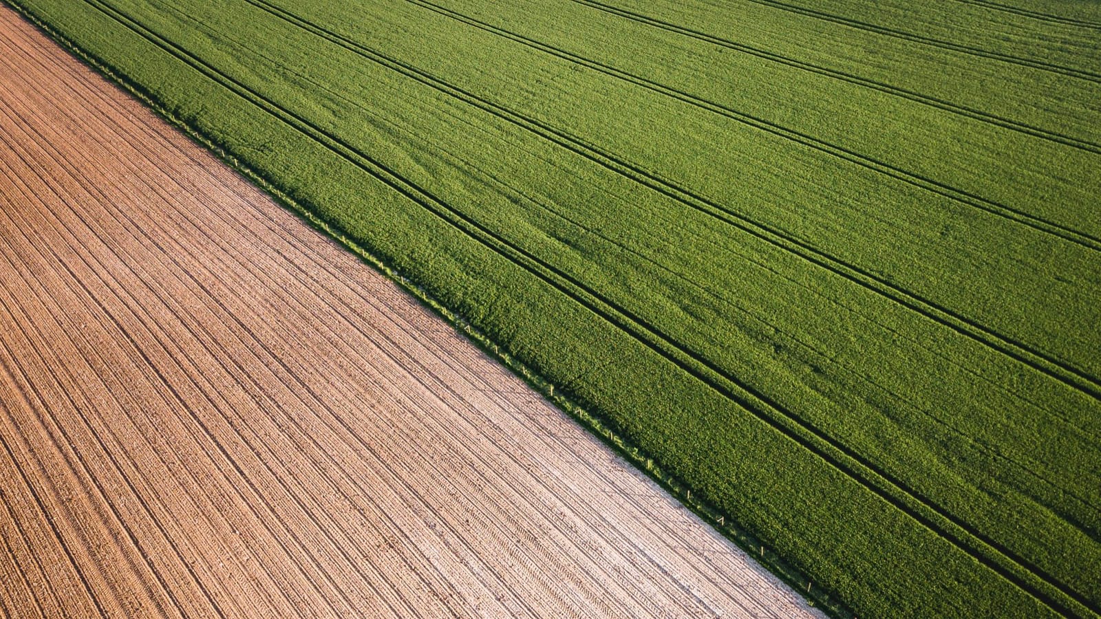 The edge of a field filled with row after row of identical crops, representing the idea of a monoculture