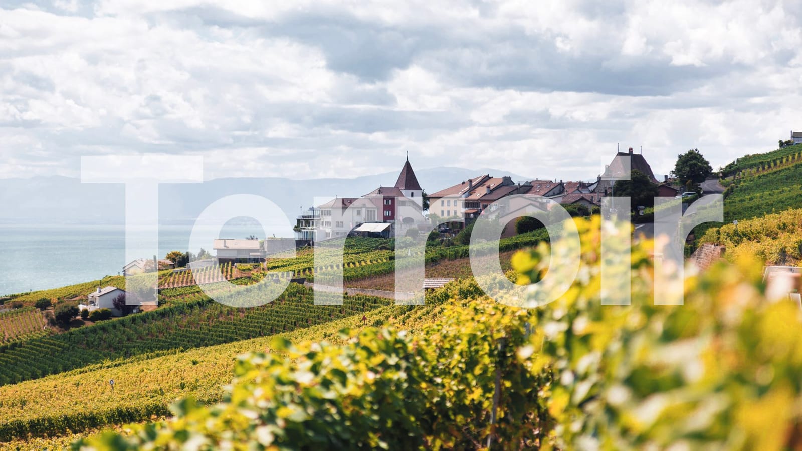The word "Terroir" superimposed on a picture of a hillside vineyard
