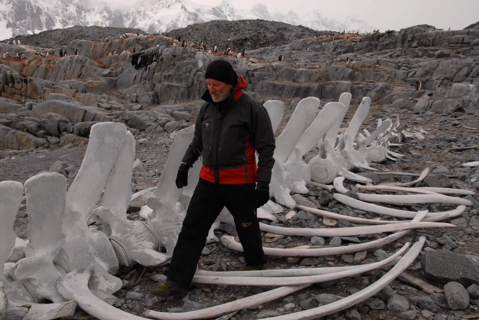 Jon Bowermaster walking over a whale skeleton