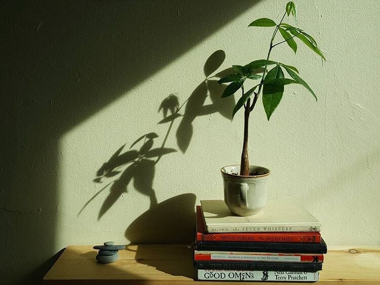 A stack of books with a plant on top from designer Milo Axelrod's apartment
