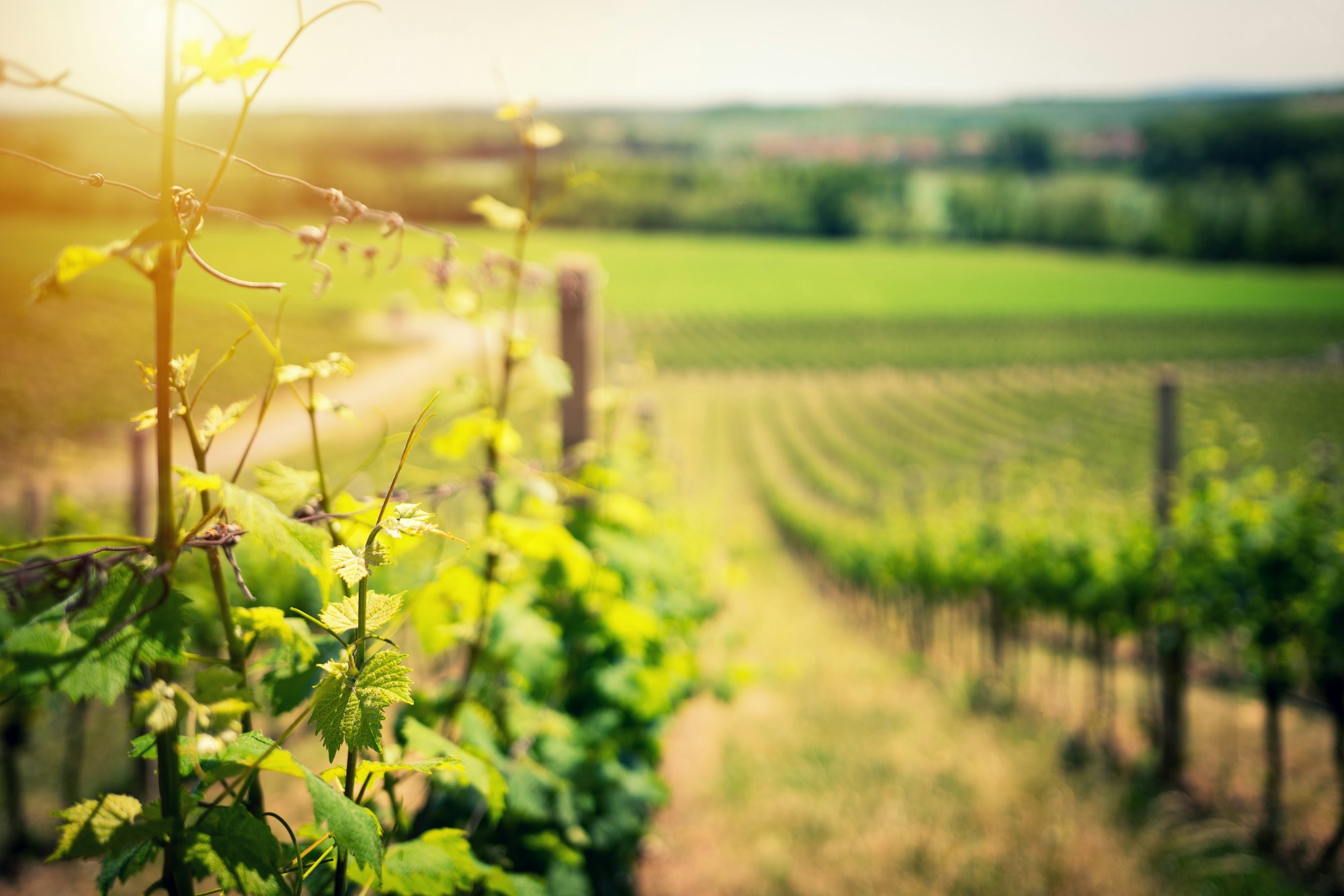 Thinking about Digital Terroir